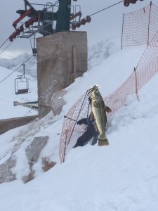 Cerca di liberarsi ...